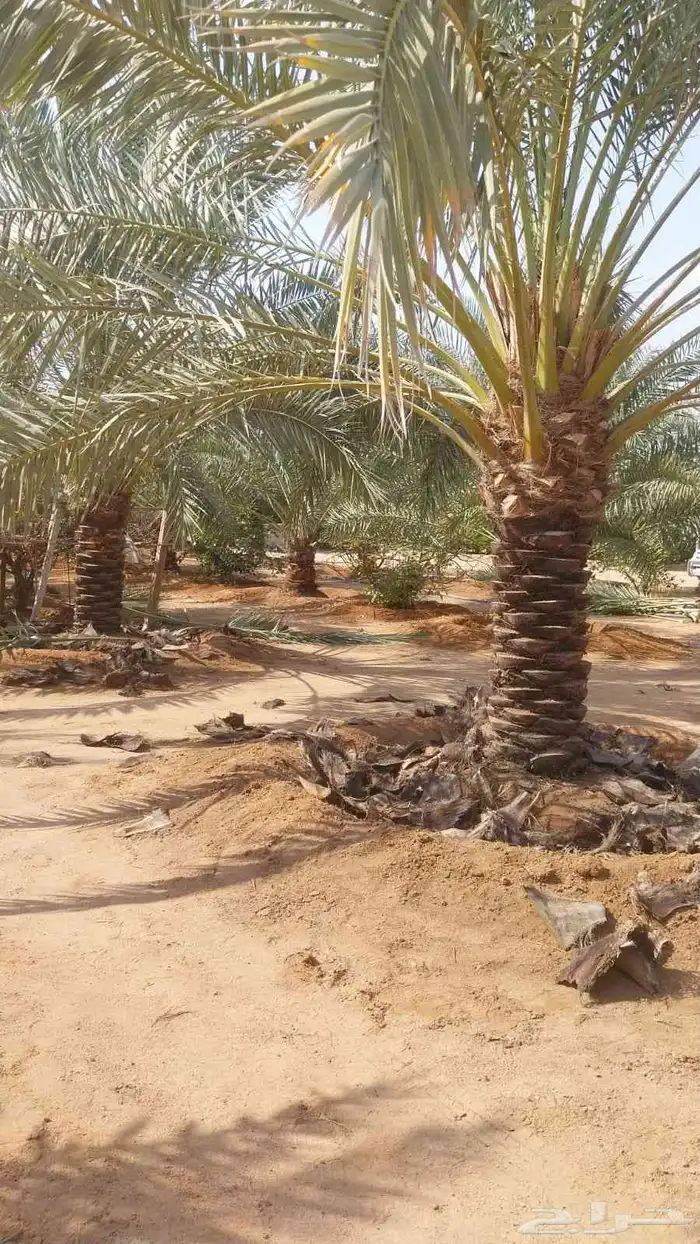 تكريب الماشنطن ونخل العربي 1