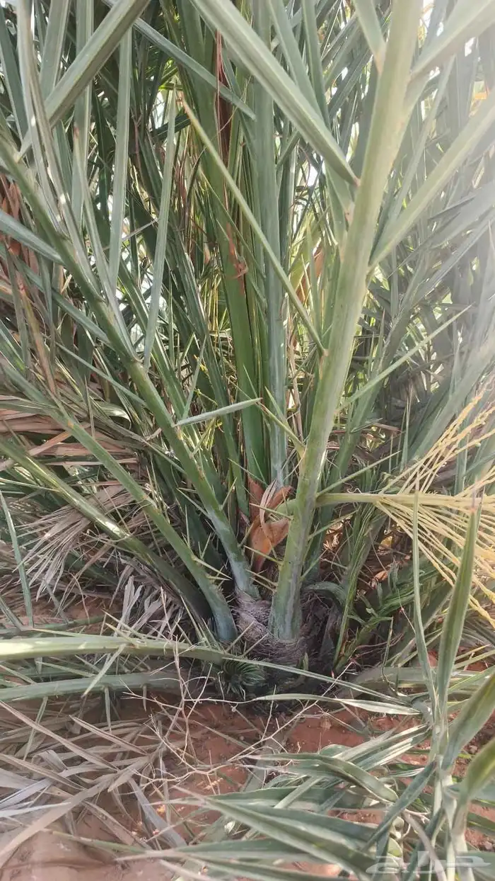 قلع واركز جميع انواع النخيل والأشجار 5