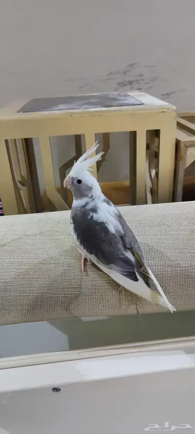 كروان أليف 3