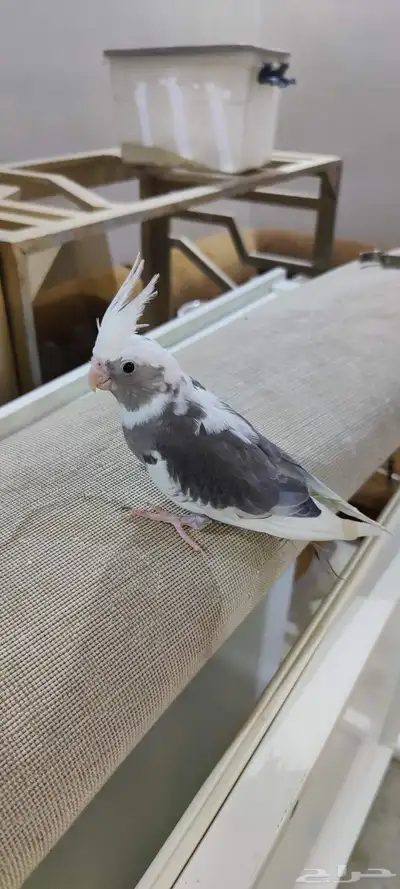 كروان أليف 0