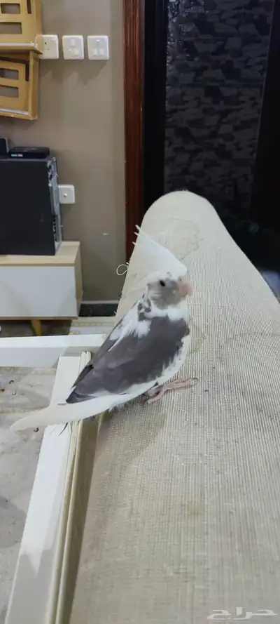 كروان أليف 2