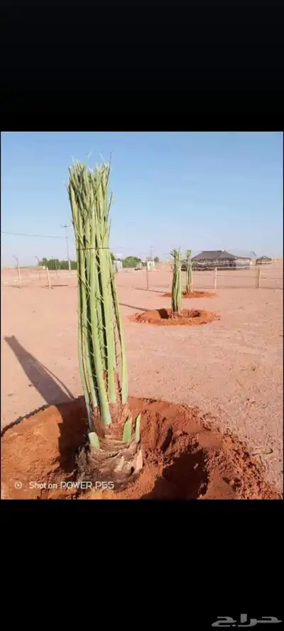 يوجد جميع انواع النخيل 8