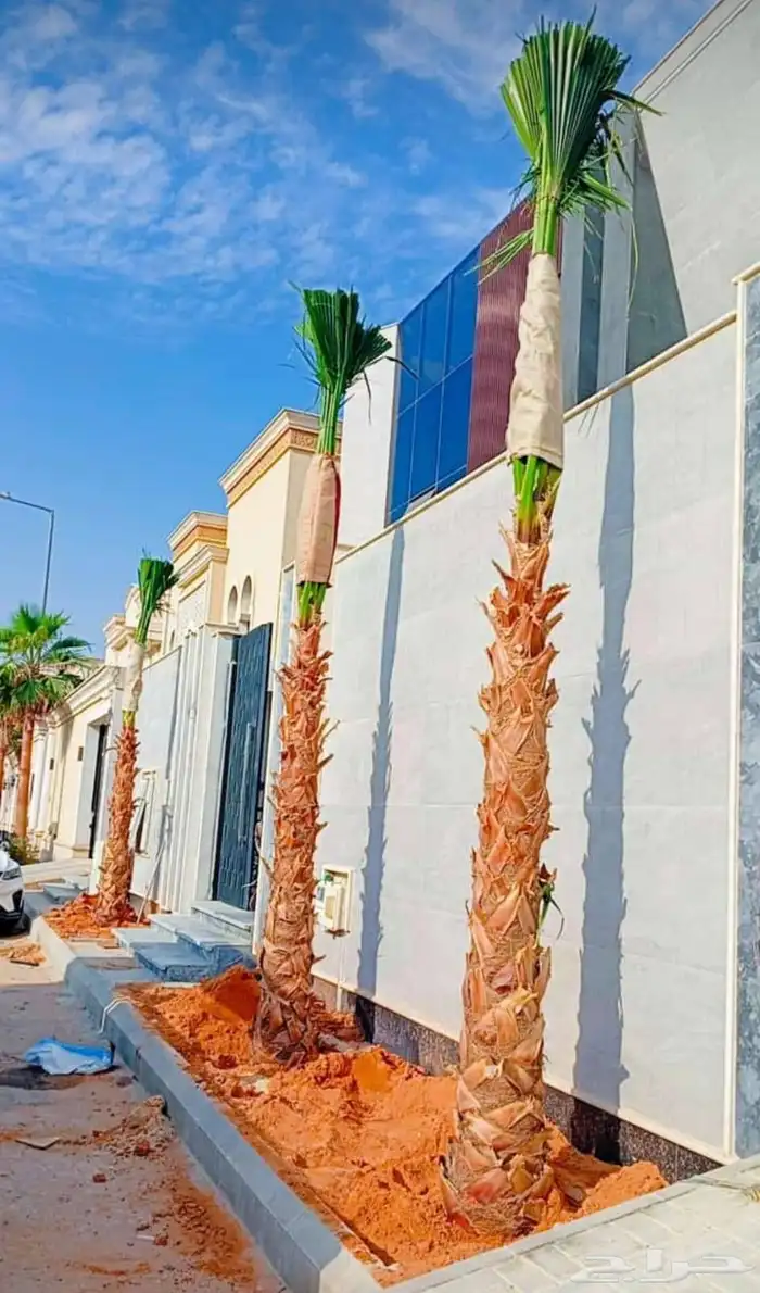 نخيل واشطنوياء زينه 3