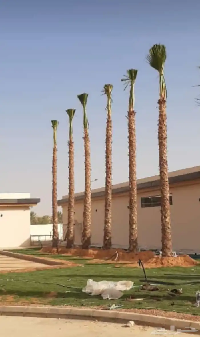 نخيل واشطنوياء زينه 4