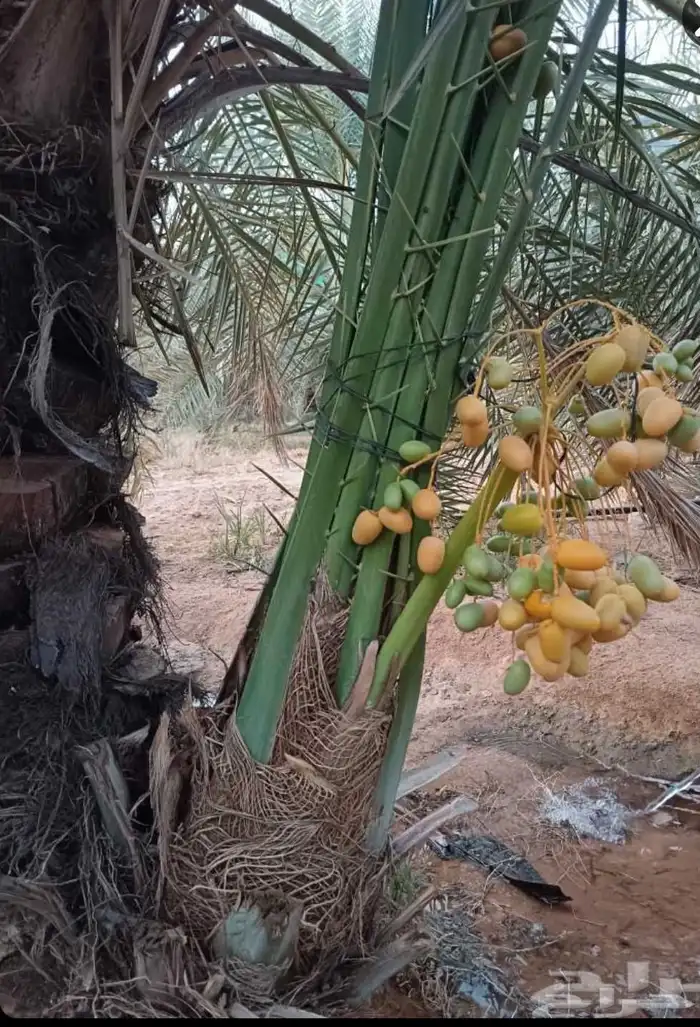 فسائل نخيل مثمر للبيع 4