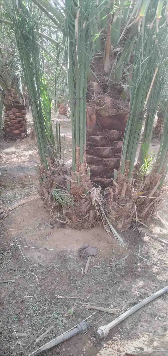 قلع واركز جميع انواع النخيل والأشجار 8