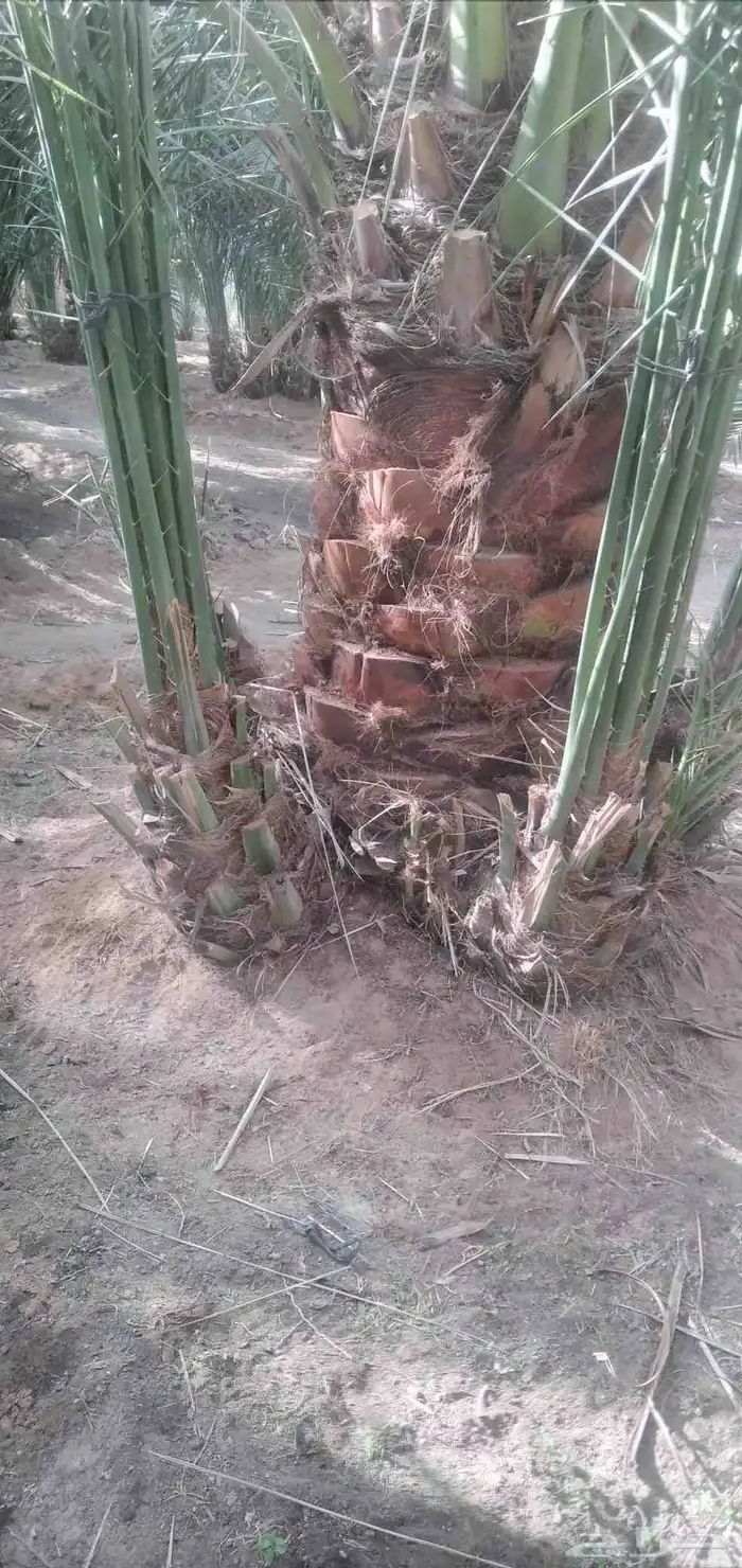 قلع واركز جميع انواع النخيل والأشجار 9