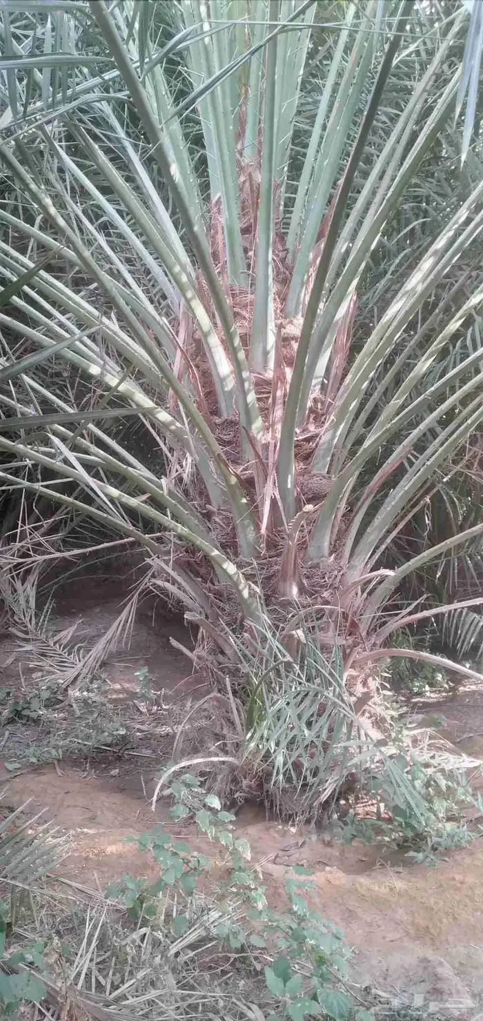 قلع واركز جميع انواع النخيل والأشجار 6