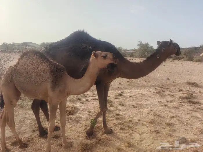 خلفه للبيع((تم البييع)) 1
