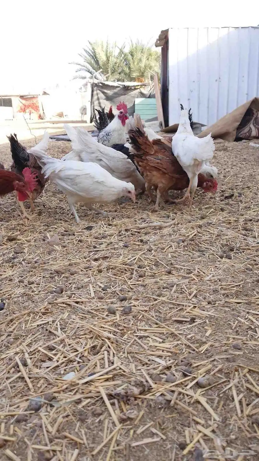 دجاج بلدي وفيومي للبيع 1
