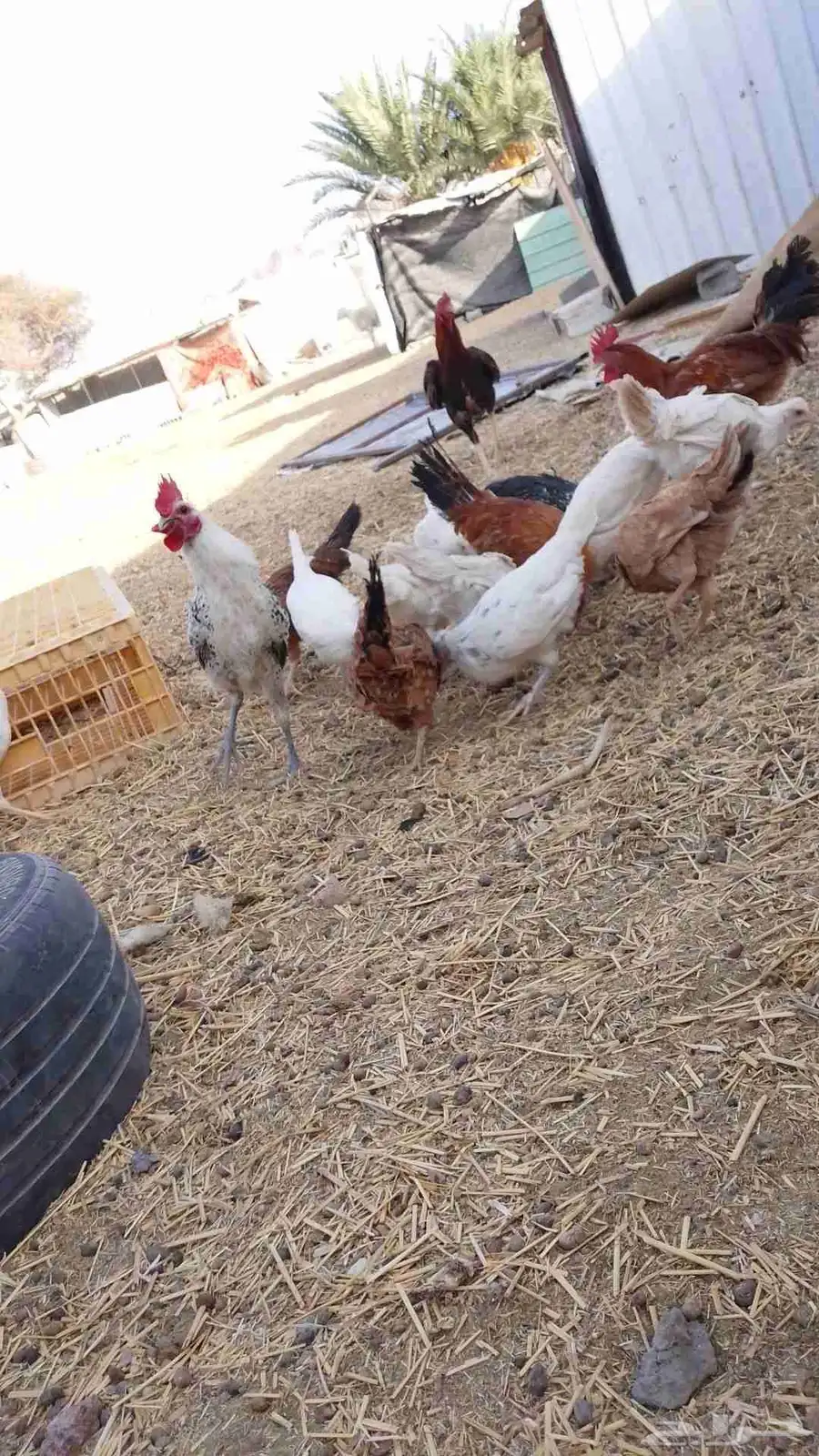 دجاج بلدي وفيومي للبيع 0