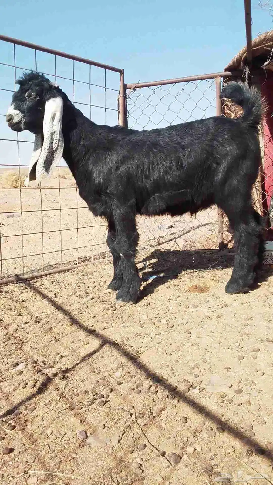 للبيع تيس عارضي صنف العمر شهرين ونص 2