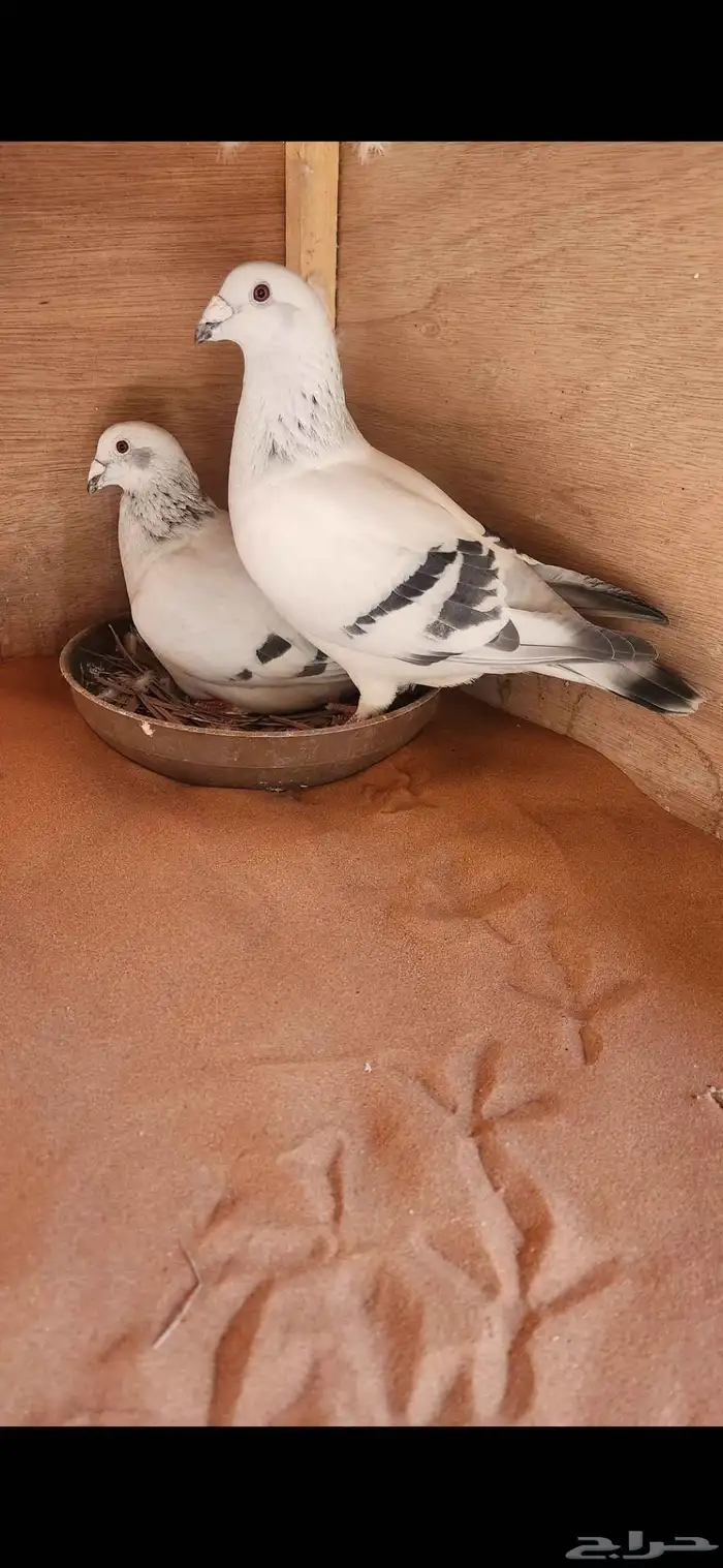 للبيع حمام وقمري 2