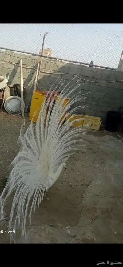 طاوس ذكر منتج عمره فوق ثلاث سنوات شرط 1