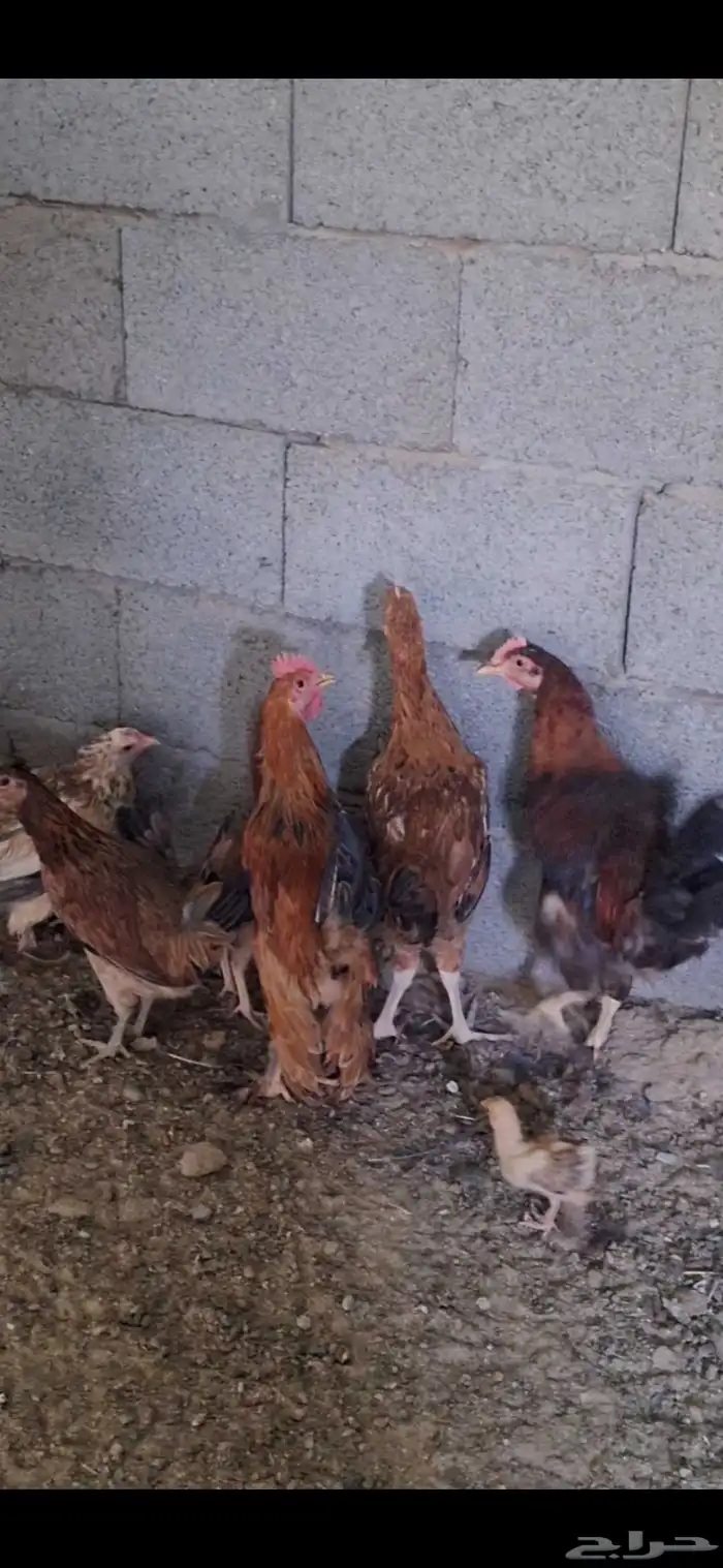بيشه مفرق النقيع 4