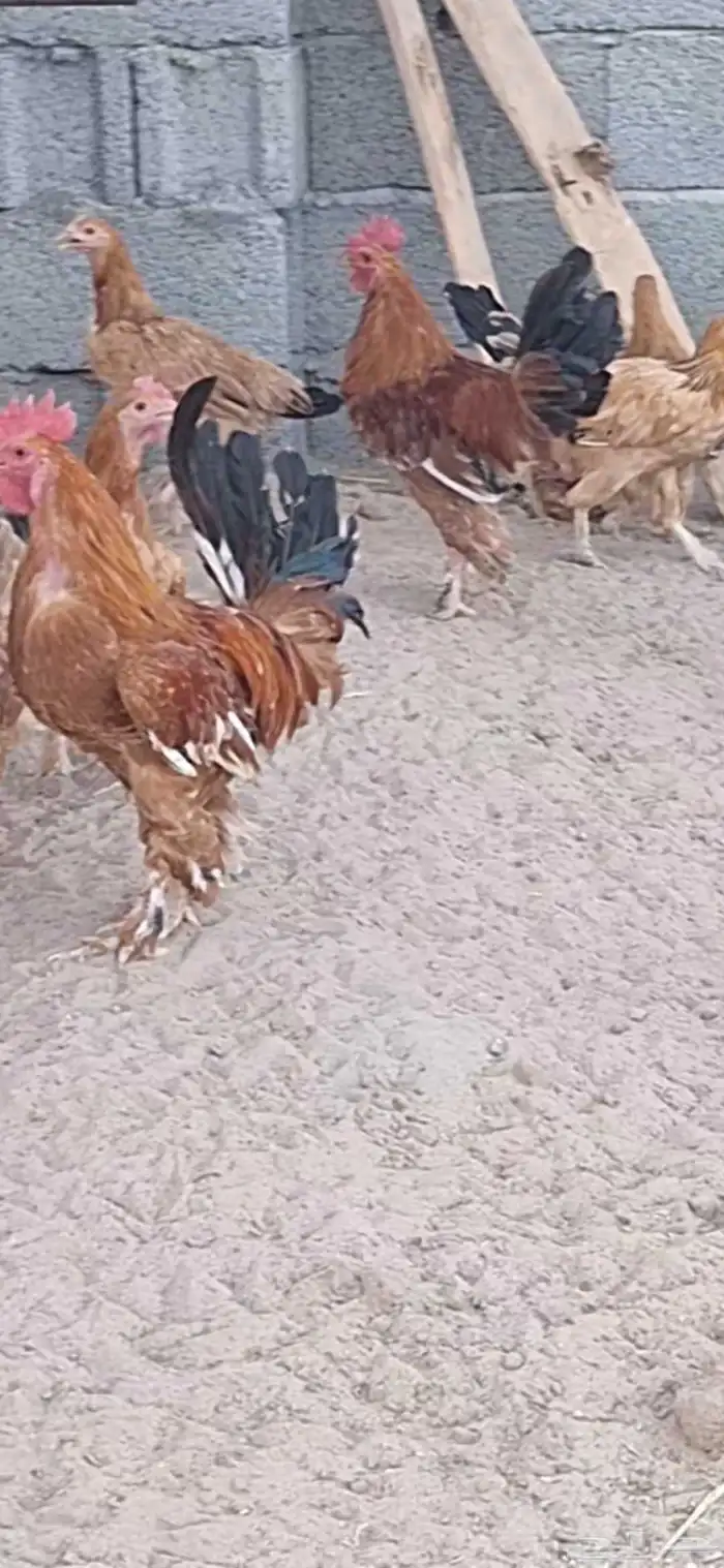 بيشه مفرق النقيع 1