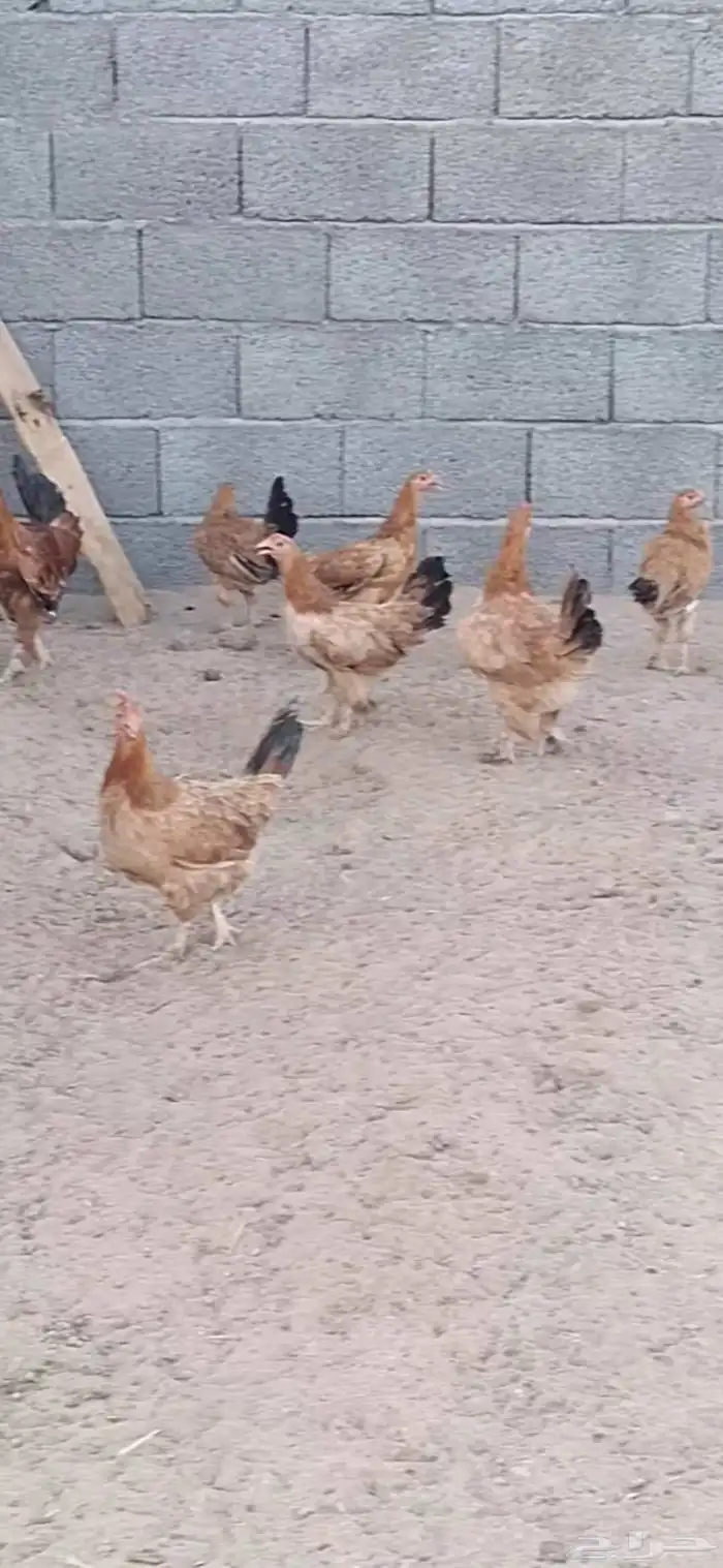 بيشه مفرق النقيع 2