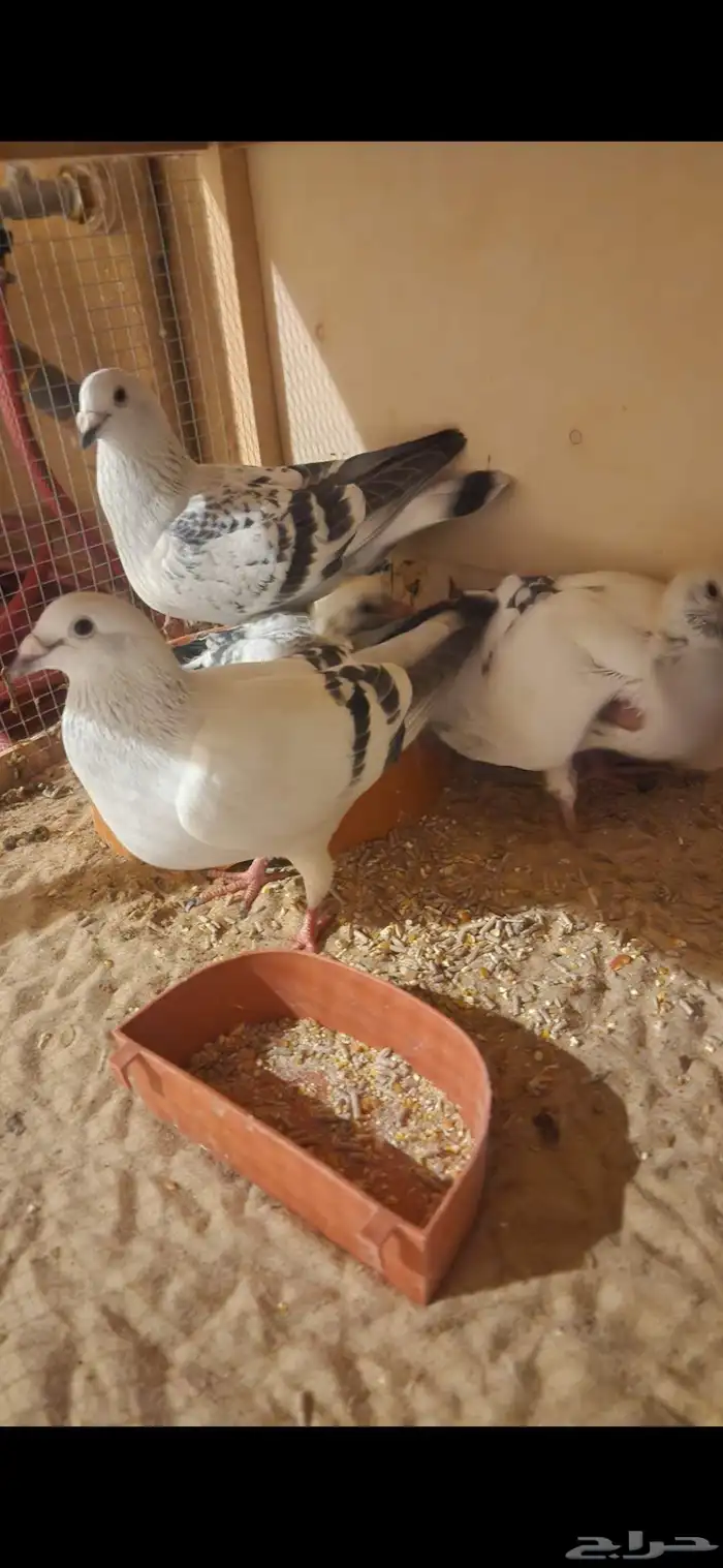 للبيع حمام وقمري 14