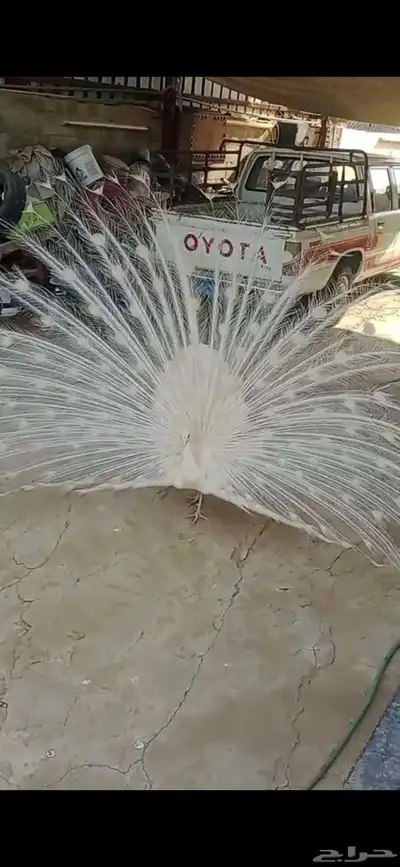 طاوس ذكر منتج عمره فوق ثلاث سنوات شرط 2