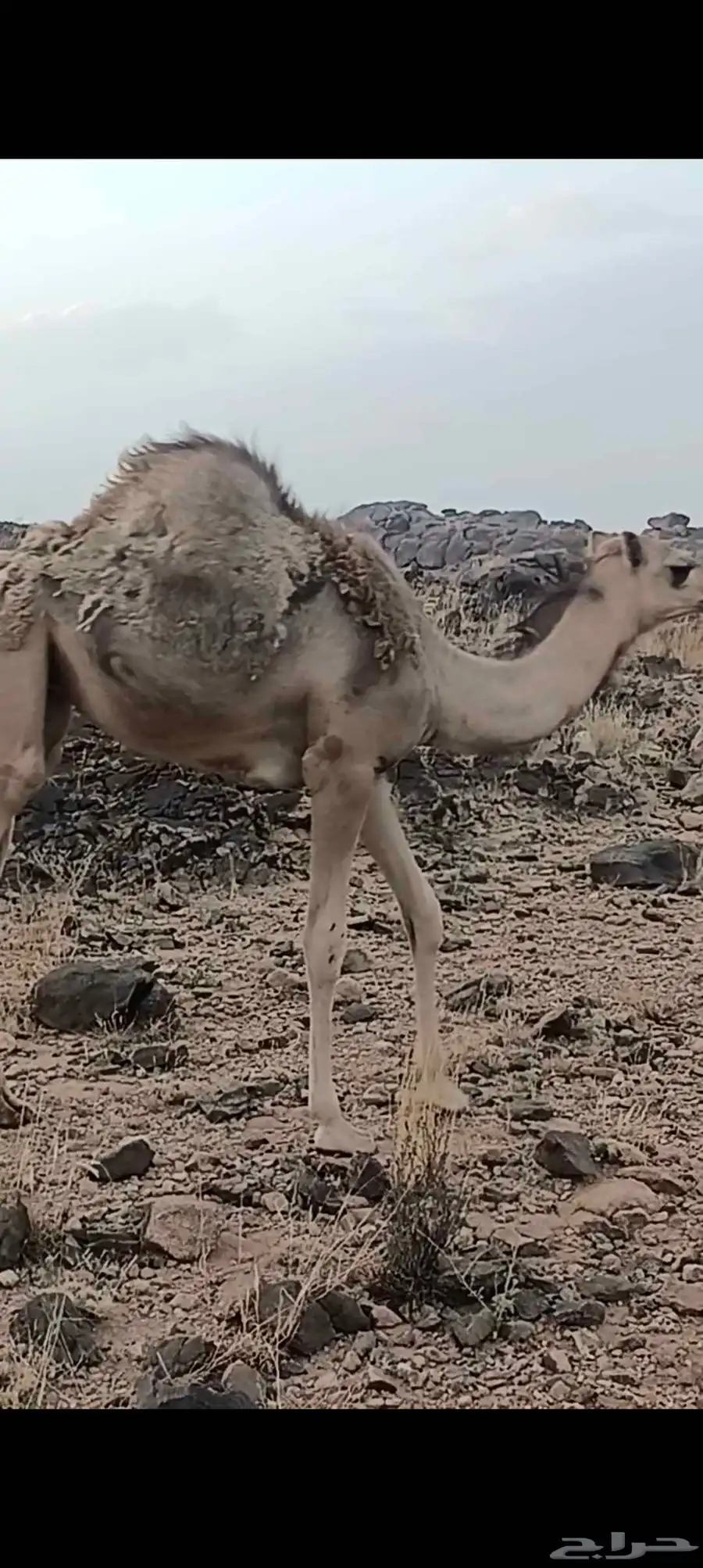 قعدان وبكار للبيع 0