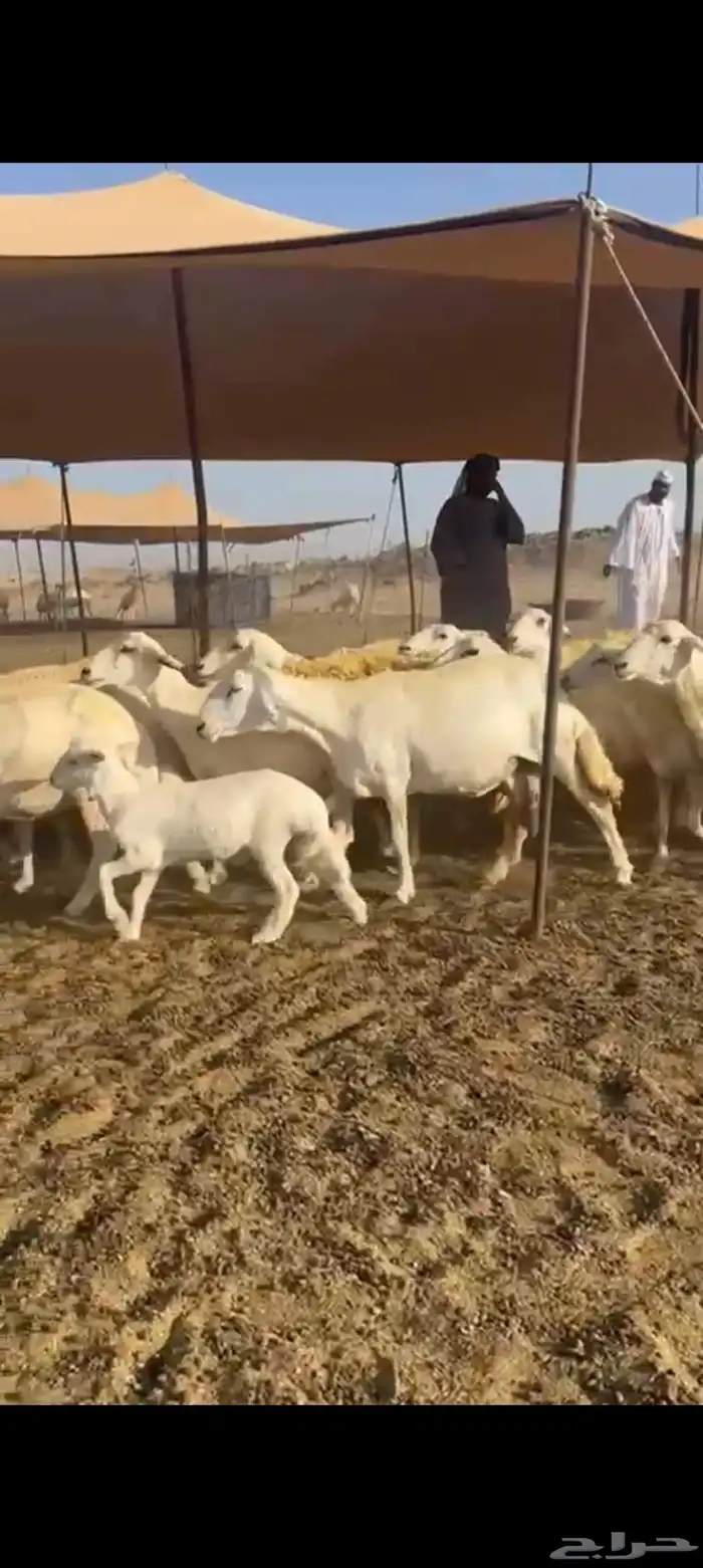غنم حريات خالفات 8