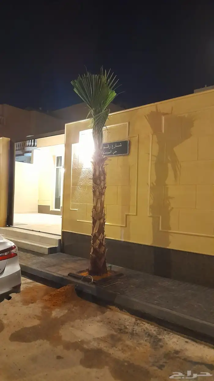 نخل زينه واشنطني للبيع 6