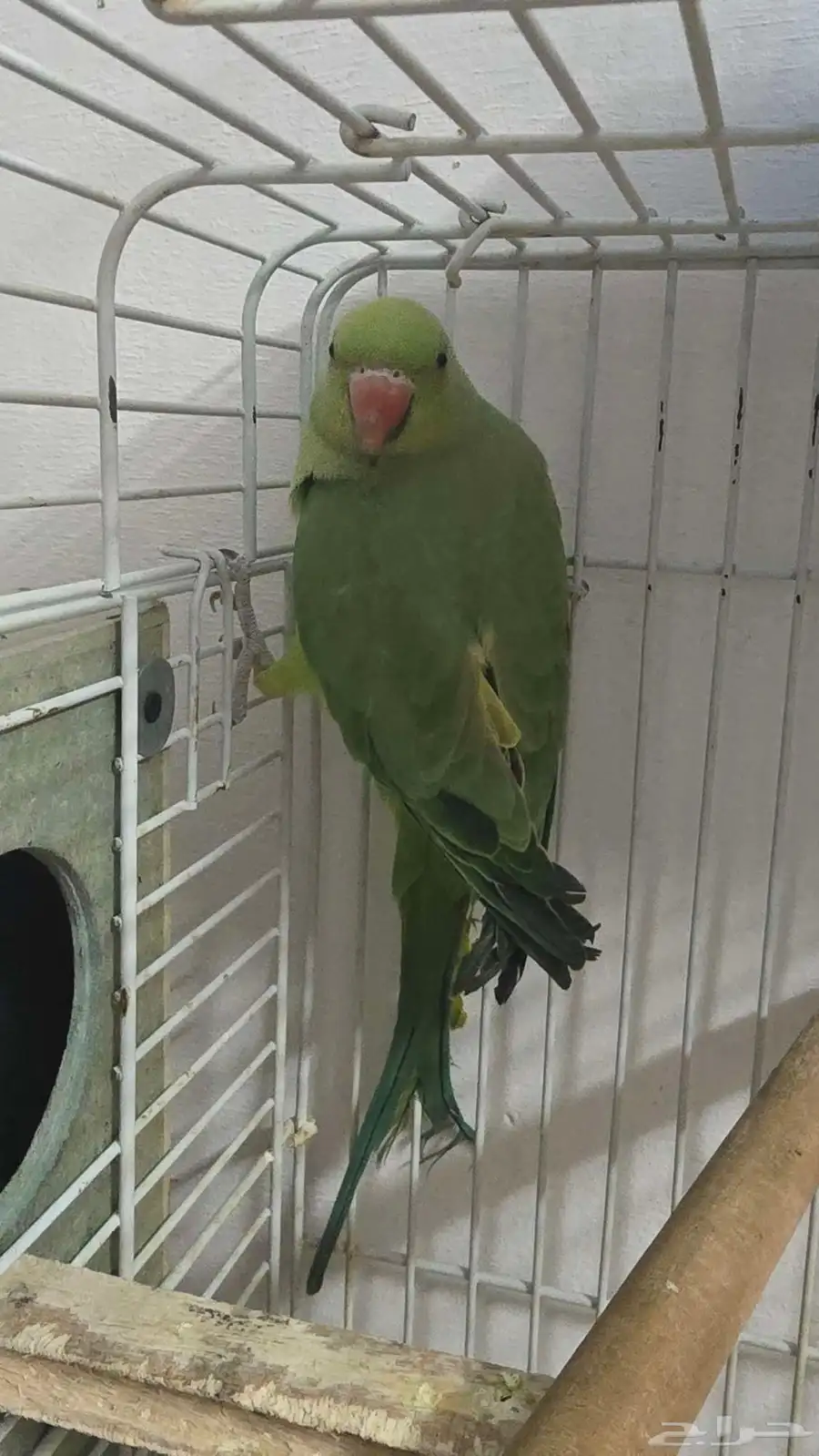 زوج دره هندي 4