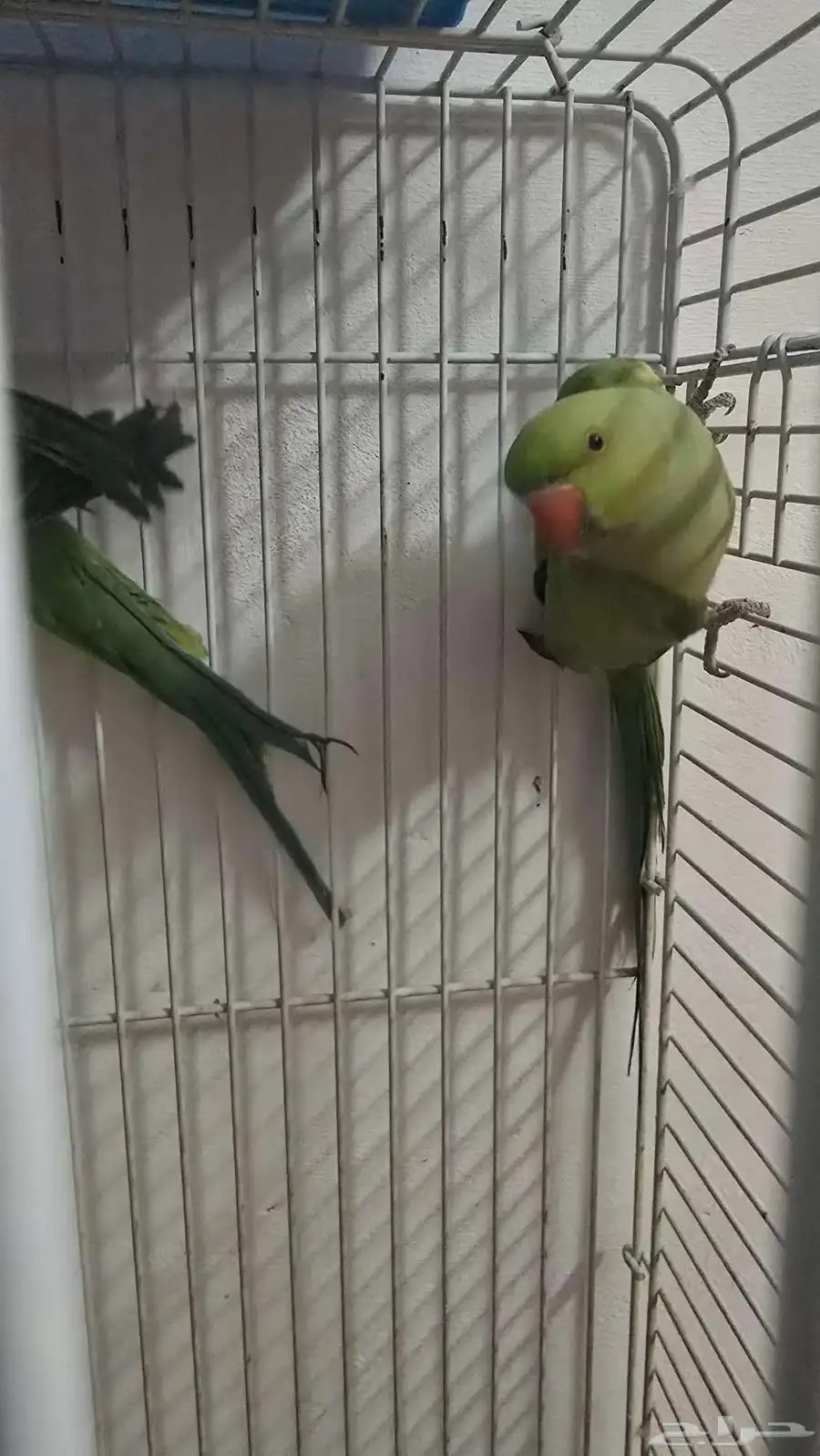 زوج دره هندي 0