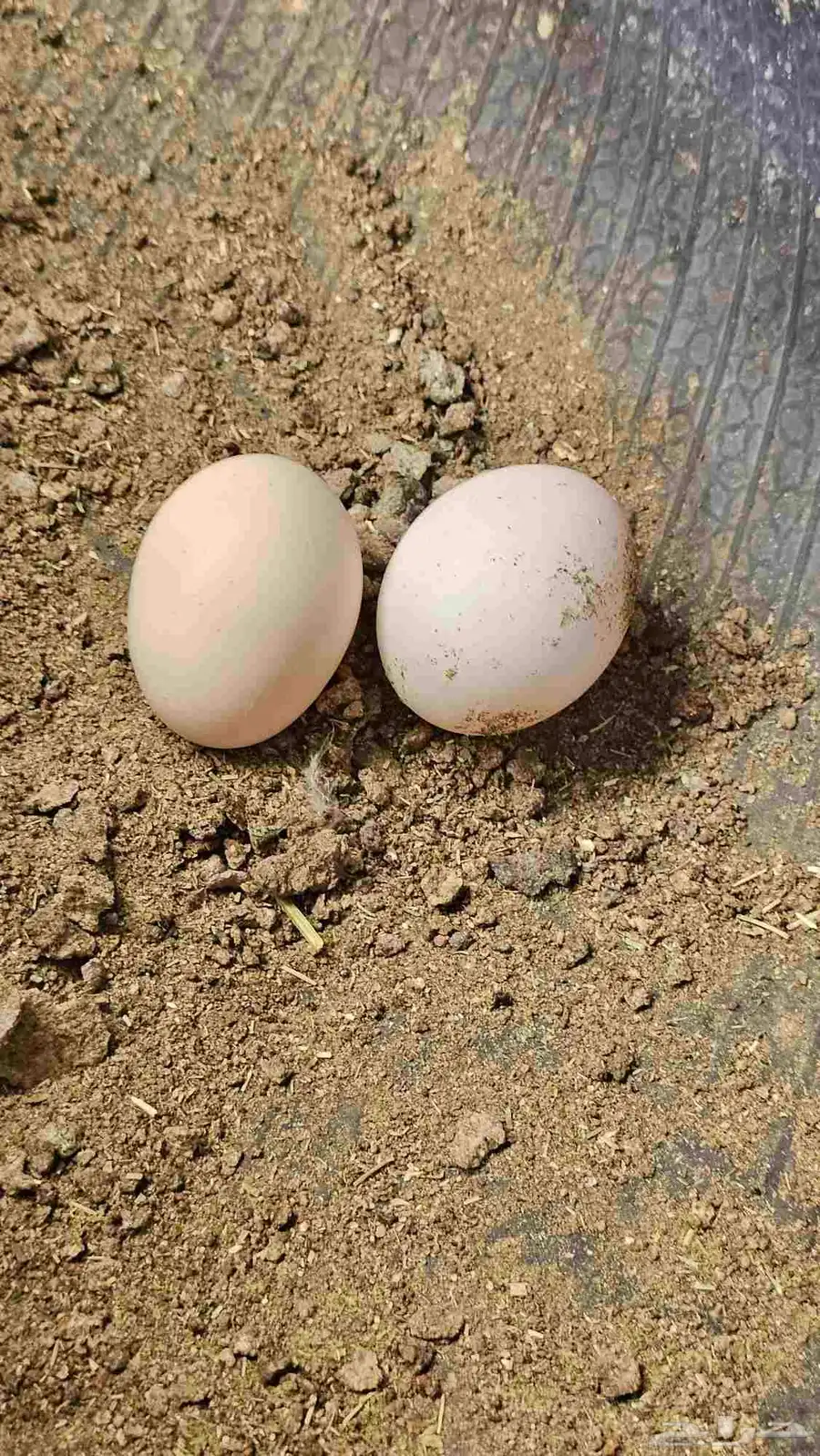 دجاج بلدي منتج 2