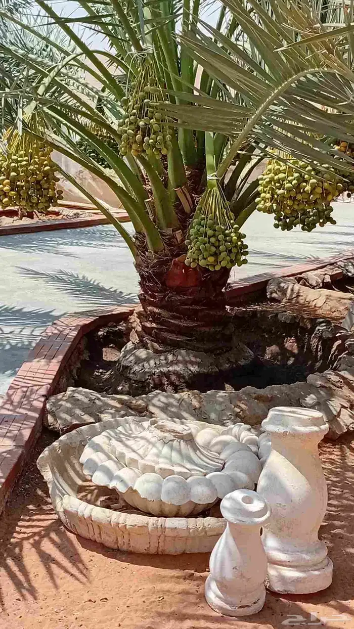 نخيل للبيع بجميع المقاسات عربي واشنطني بسعار مناسبه 3