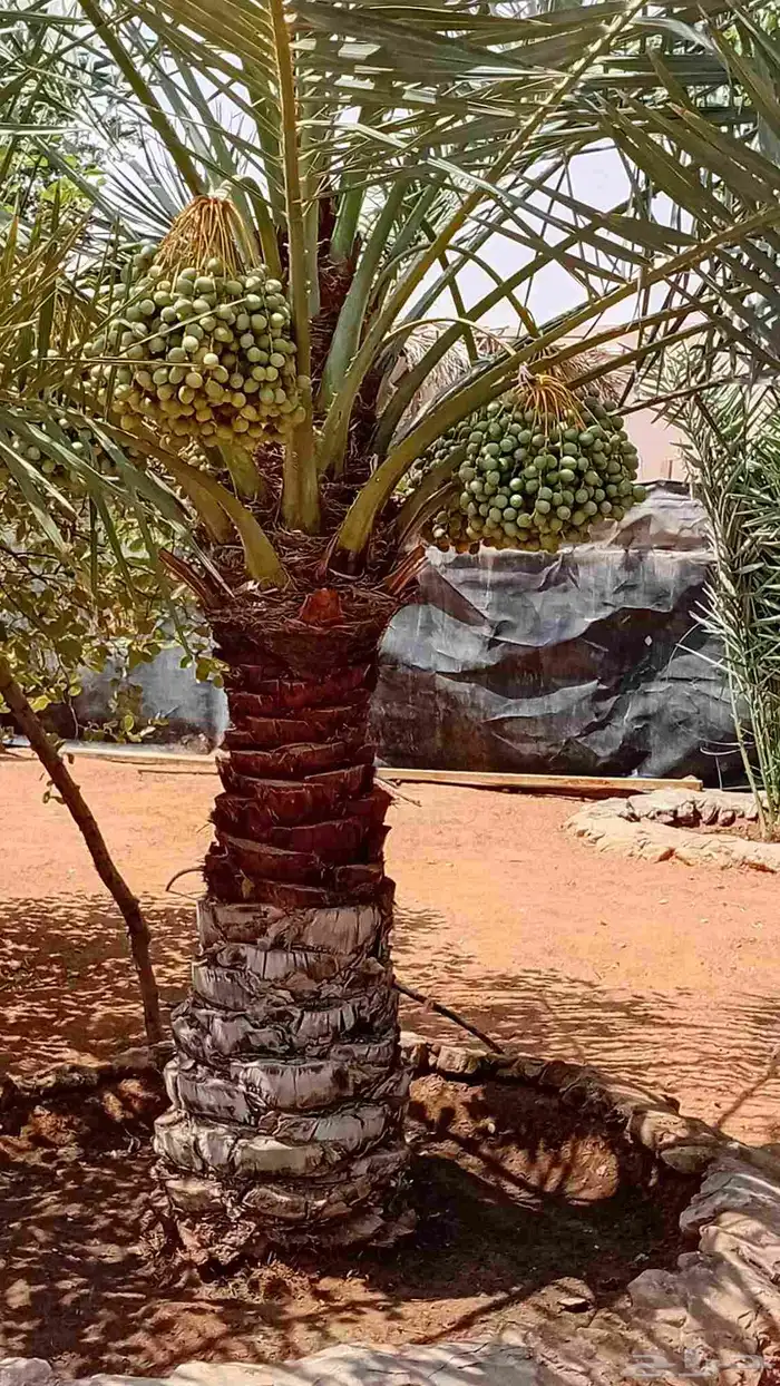 نخيل للبيع بجميع المقاسات عربي واشنطني بسعار مناسبه 4