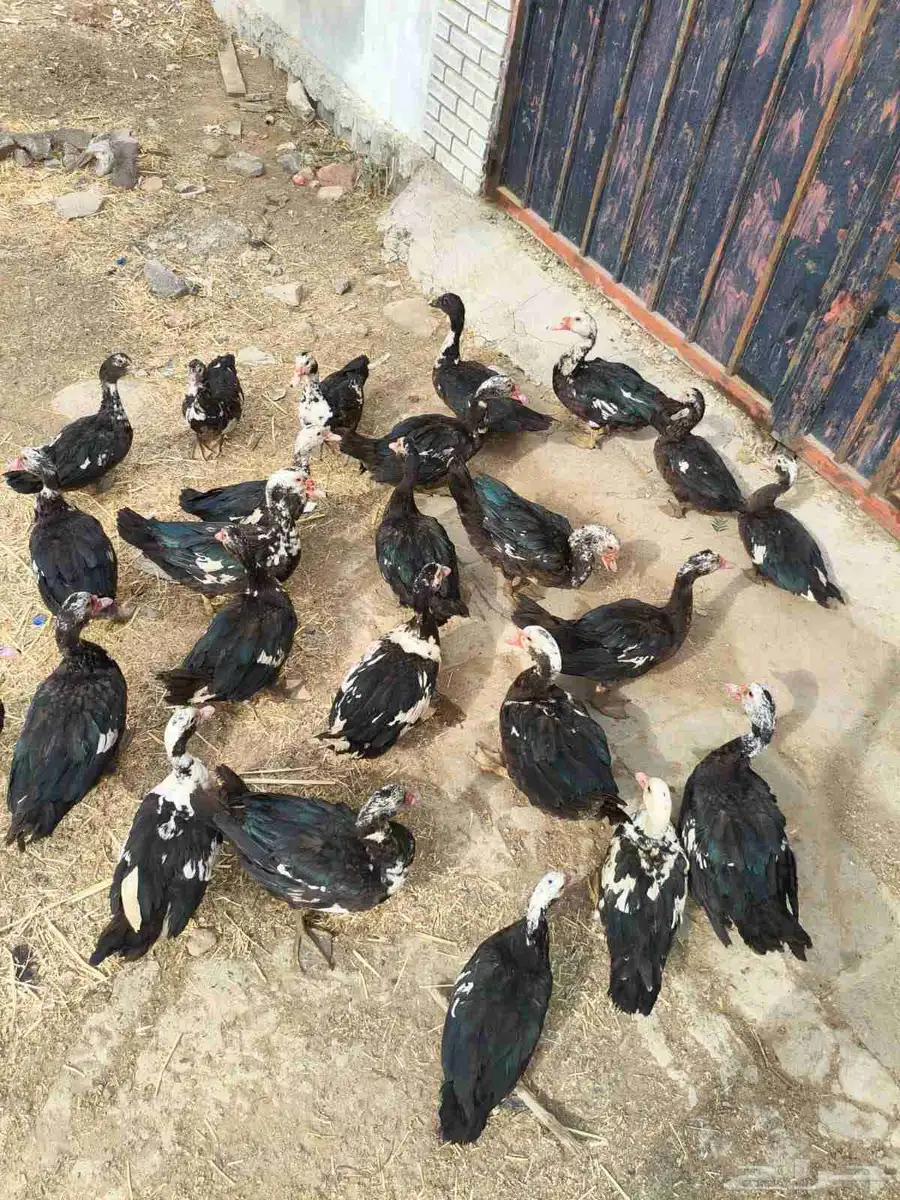 بط للبيع 22