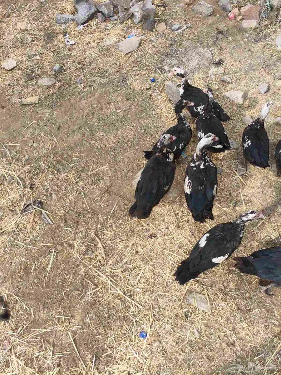 بط للبيع 23