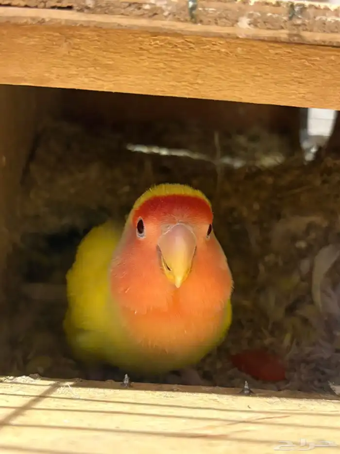 انثى روز اورانج منتجة ( تم البيع ) 0