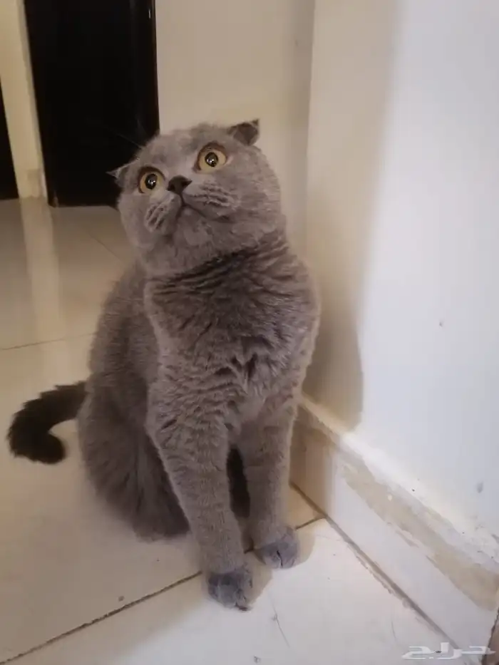 قطط سكوتش 0