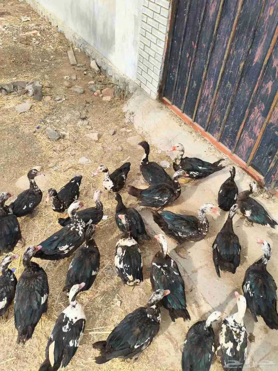 بط للبيع 18