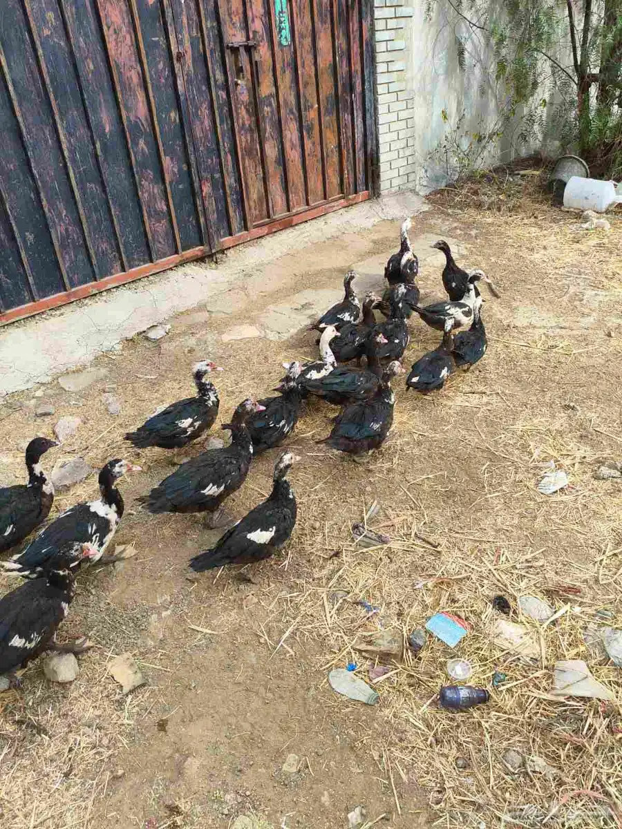 بط للبيع 35