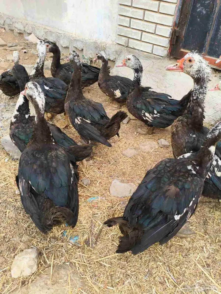بط للبيع 8