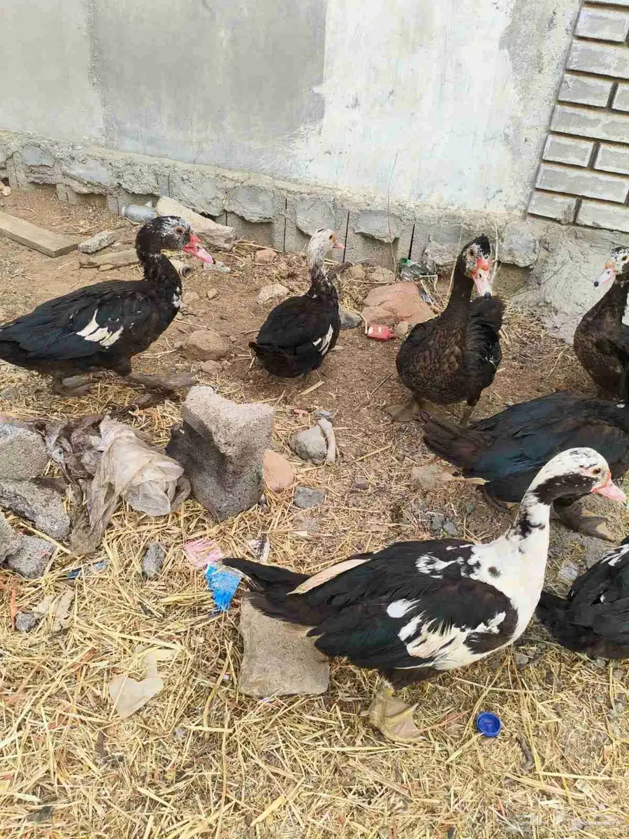 بط للبيع 4