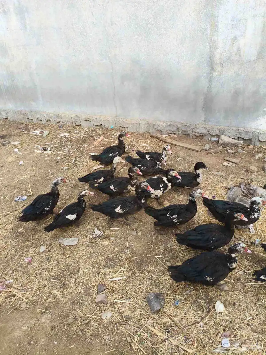 بط للبيع 33