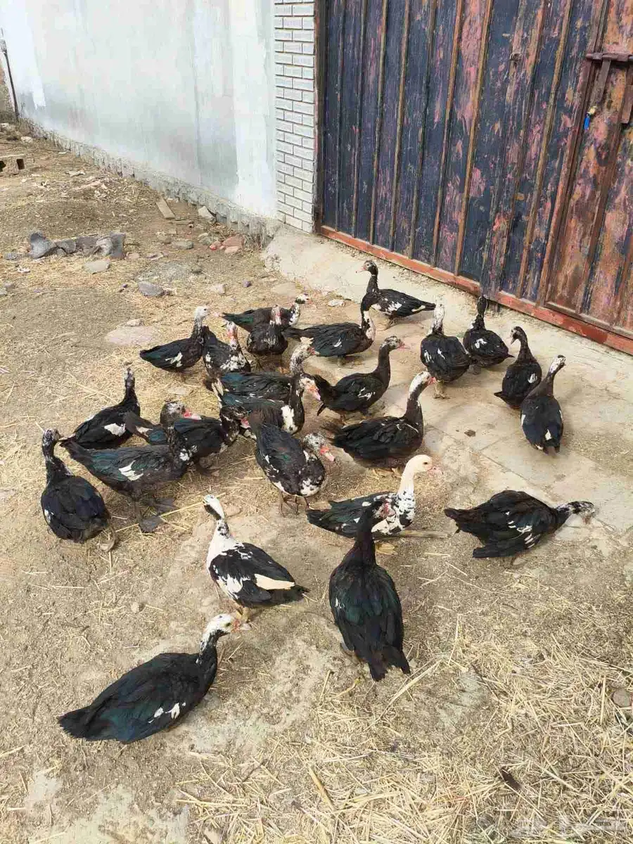 بط للبيع 24