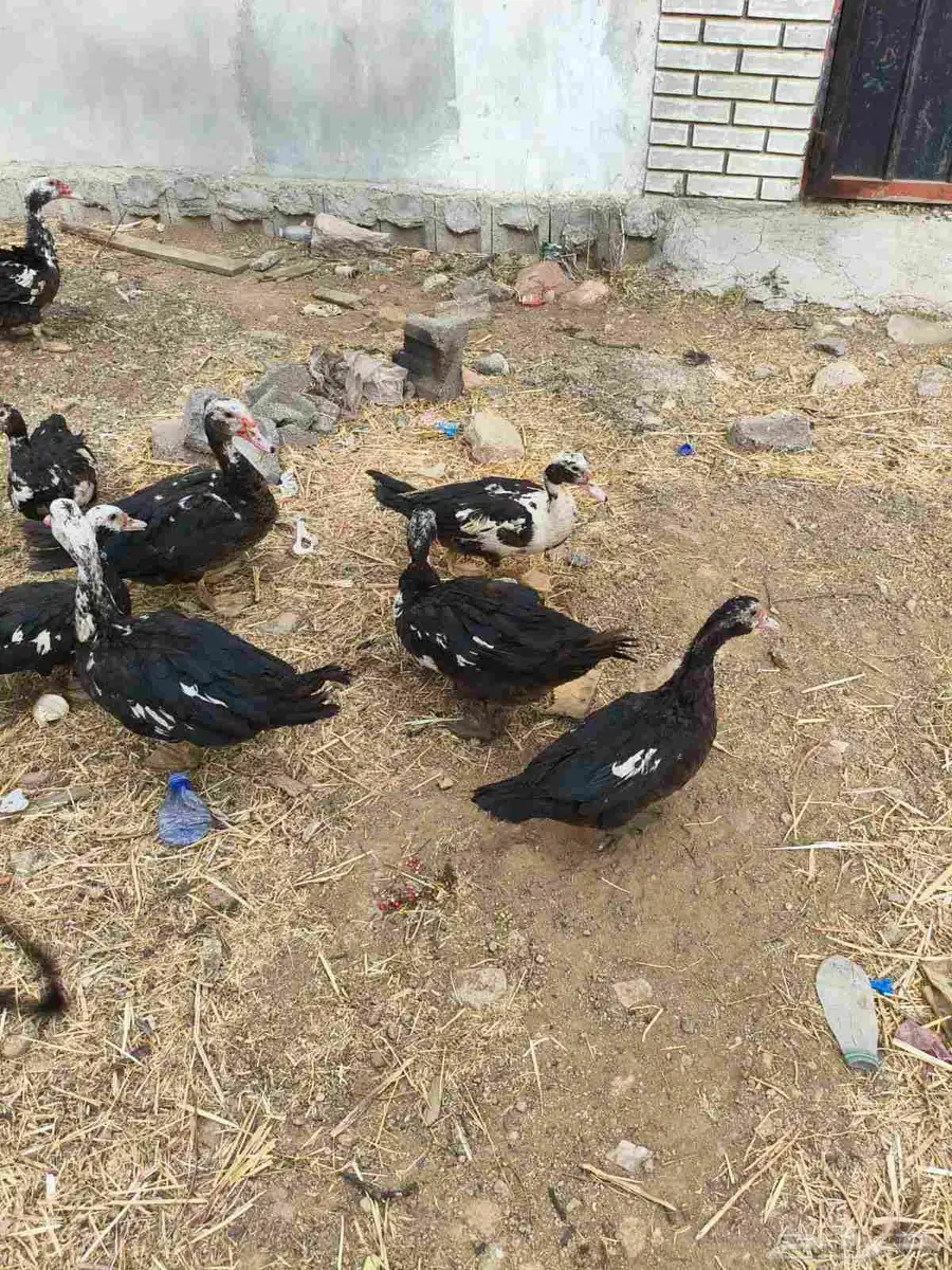 بط للبيع 37