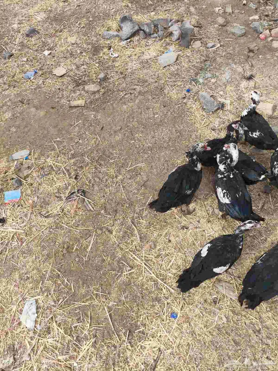 بط للبيع 20