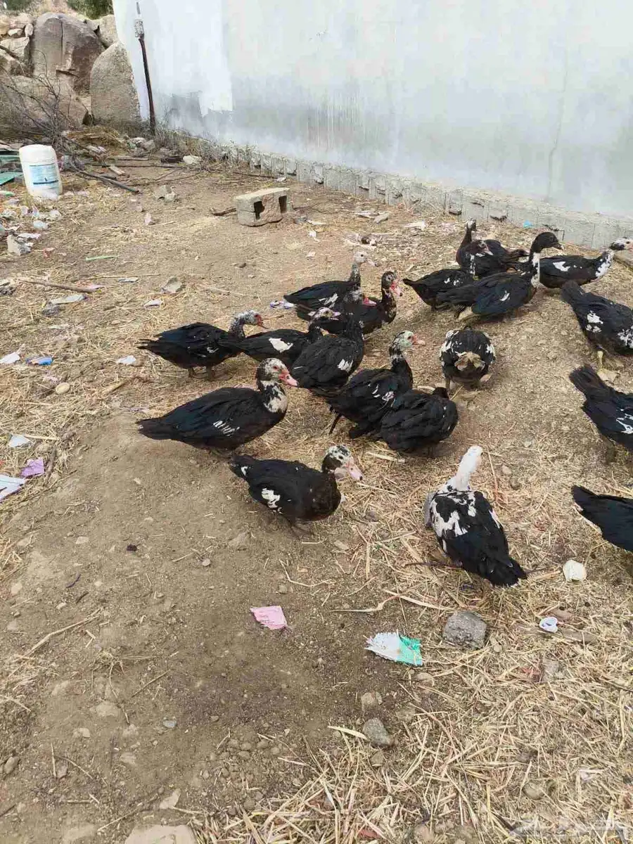 بط للبيع 36