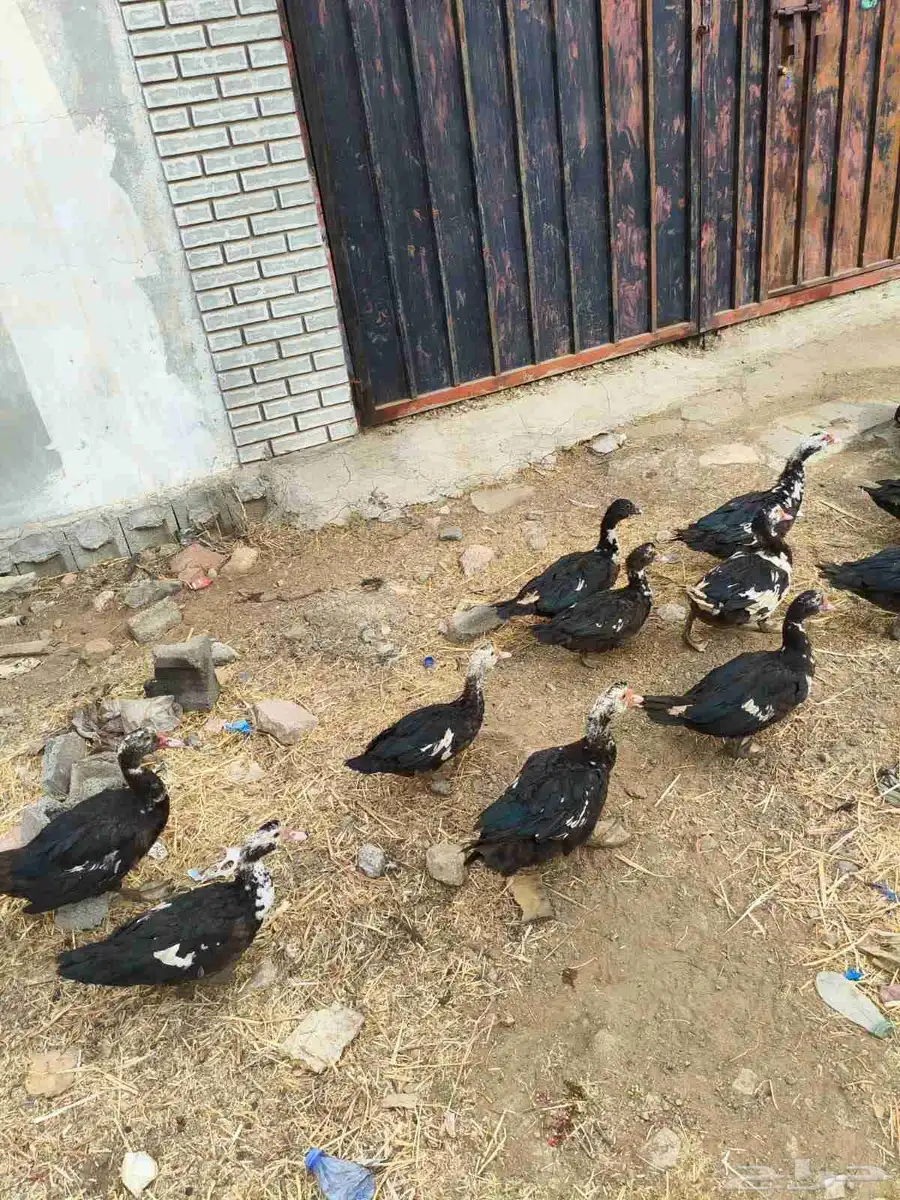 بط للبيع 25
