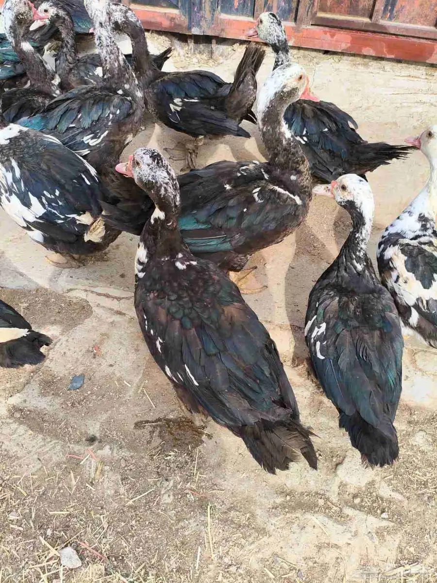 بط للبيع 13