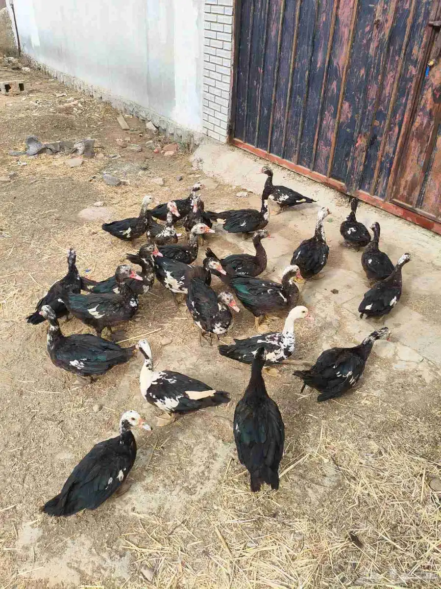 بط للبيع 27