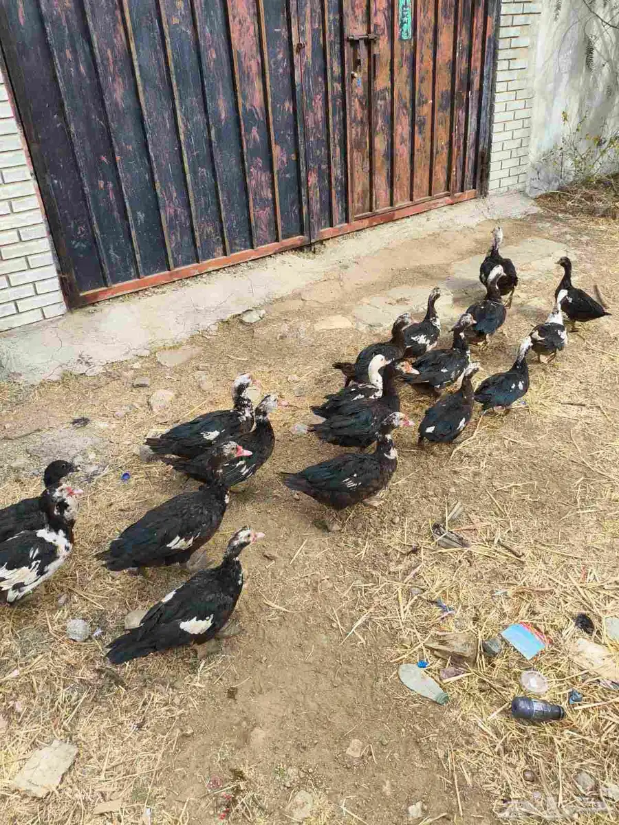 بط للبيع 32