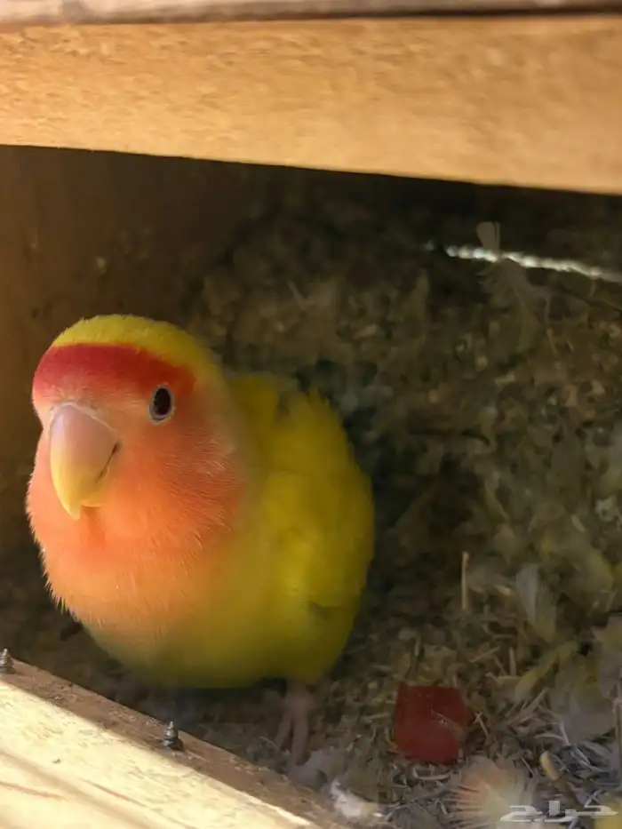 انثى روز اورانج منتجة ( تم البيع ) 1