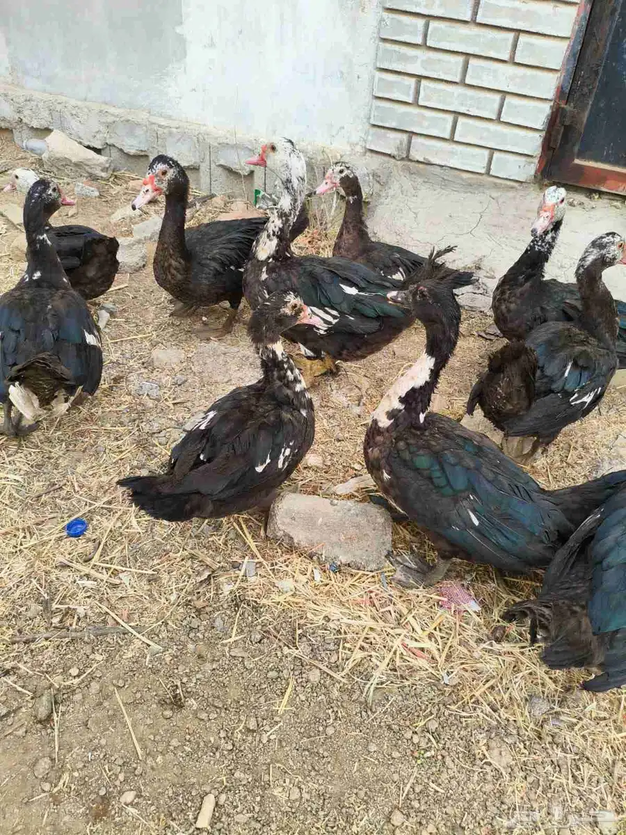 بط للبيع 6